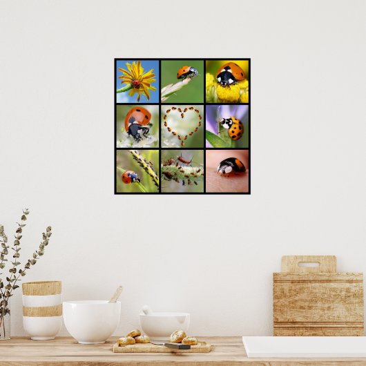 Poster Photos multicolores de coccinelles (Cuisine)