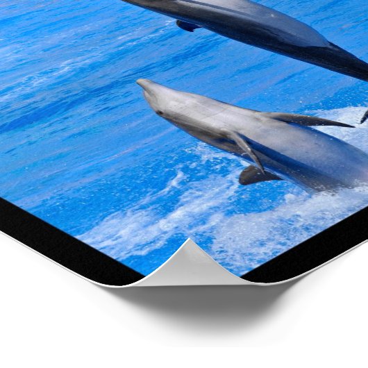 Poster Photos multiples de dauphins (Coin)
