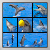 Poster Photos multiples de dauphins (Devant)