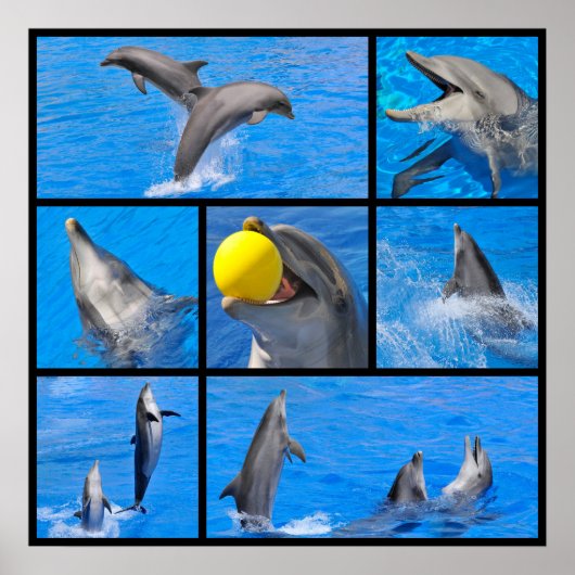 Poster Photos multiples de dauphins (Devant)