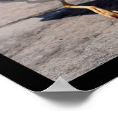 Poster Photos multiples de mouettes (Coin)