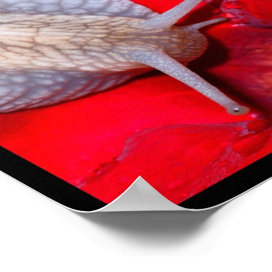 Poster Photos multiples d'escargots (Coin)