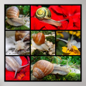 Poster Photos multiples d'escargots (Devant)