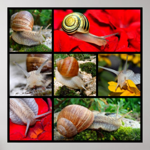 Poster Photos multiples d'escargots