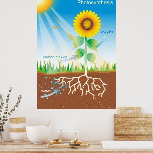 Poster Photosynthèse (Cuisine)