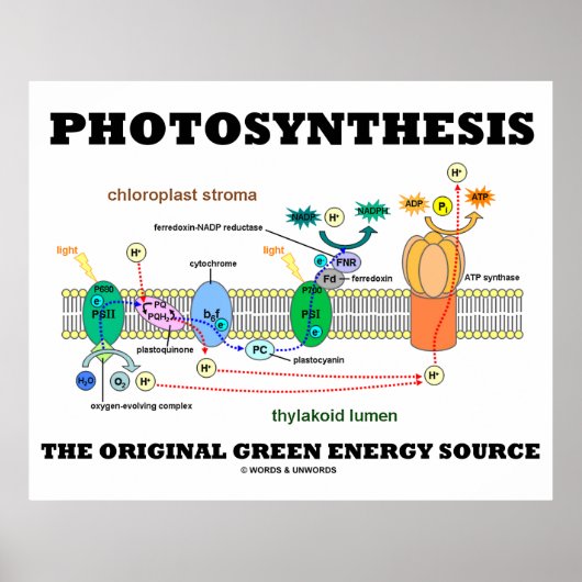 Poster Photosynthèse La Source D'Énergie Verte Originale (Devant)