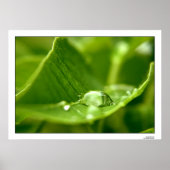 Poster photosynthétiser (Devant)