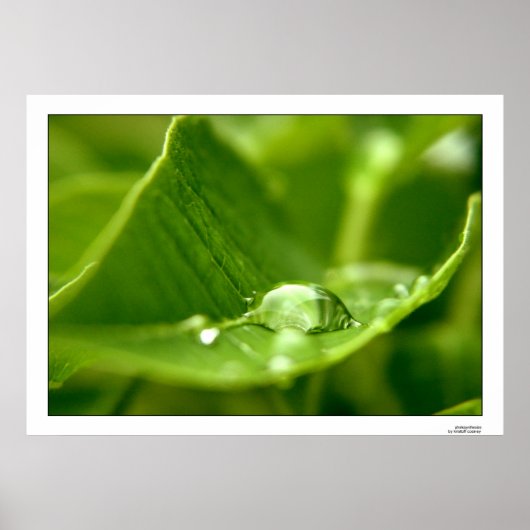 Poster photosynthétiser (Devant)