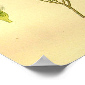 Poster Phylica Eroides vintage Florale (Coin)