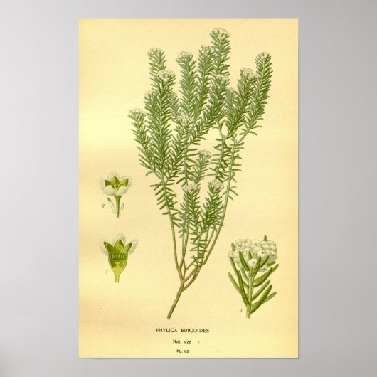 Poster Phylica Eroides vintage Florale (Devant)