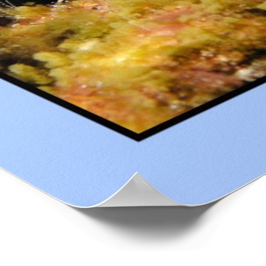 Poster Phyllidia varicosa (Coin)