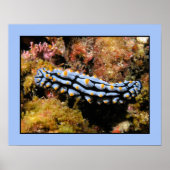 Poster Phyllidia varicosa (Devant)