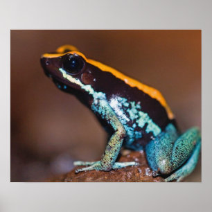 Poster Phyllobates vittatus, une grenouille à flèche empo
