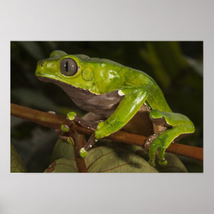 Poster Phylloméduse bicolore (Phyllomedusa bicolor) 3
