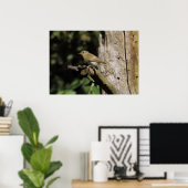 Poster Phylloscopus collybita (Bureau à domicile)