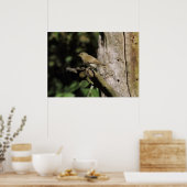 Poster Phylloscopus collybita (Cuisine)