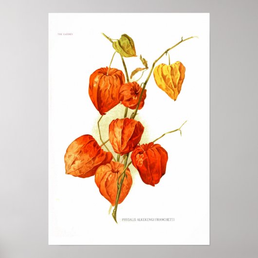 Poster Physalis alkekengi franchetti (Devant)