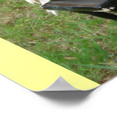 Poster Pianiste Parrots (Coin)