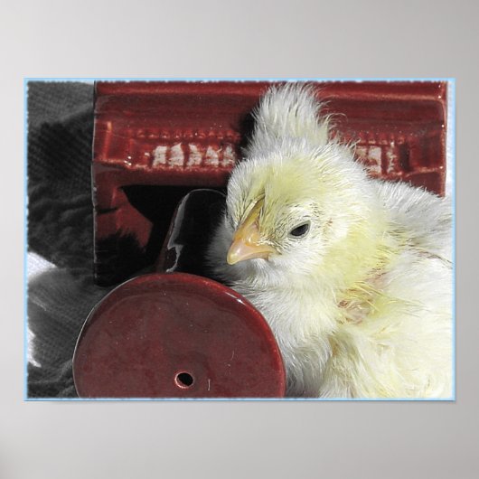 Poster Piano Chick (Devant)