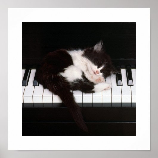 Poster Piano Kitten (Devant)
