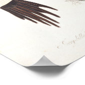 Poster Pic à bec d'ivoire, 1829, (imprimer) (Coin)