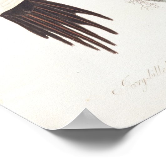 Poster Pic à bec d'ivoire, 1829, (imprimer) (Coin)