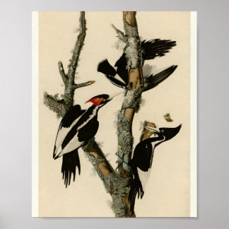 Poster Pic à bec ivoire — Planche Audubon 66
