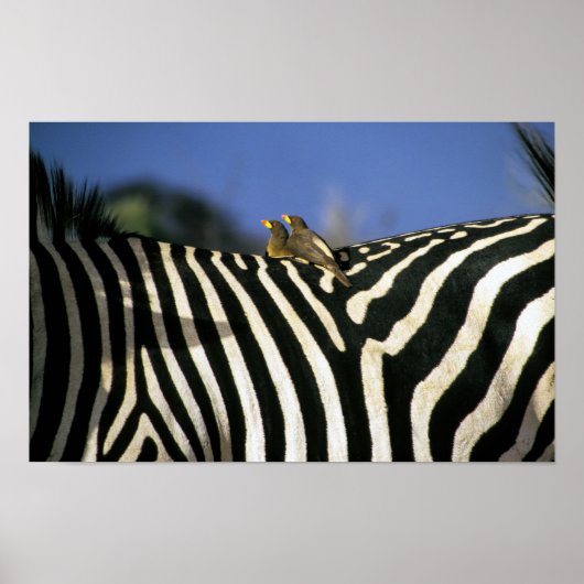 Poster Pic à bec rouge sur le dos d'un zèbre - Zimbabwe (Devant)