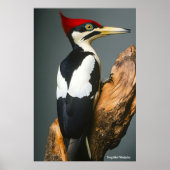 Poster Pic à l'ivoire (Devant)