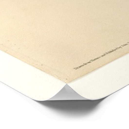 Poster Pic à l'ivoire (Coin)