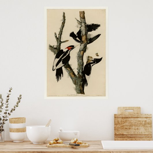 Poster Pic à l'ivoire (Cuisine)