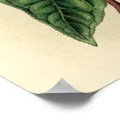 Poster Pic à poitrine noire (Coin)