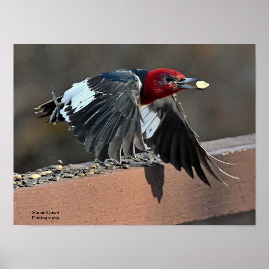 Poster Pic à tête rouge (Devant)