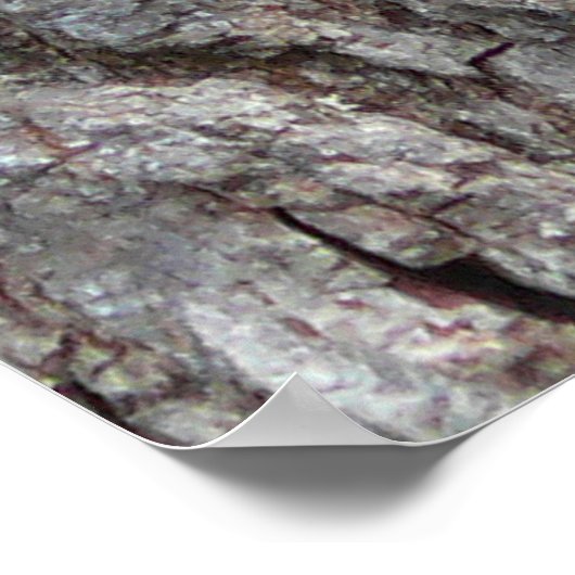 Poster Pic à ventre rouge (Coin)