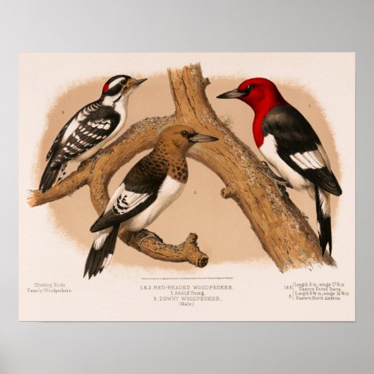 Poster Pic-de-bois 1874 restauré lithographe (Devant)