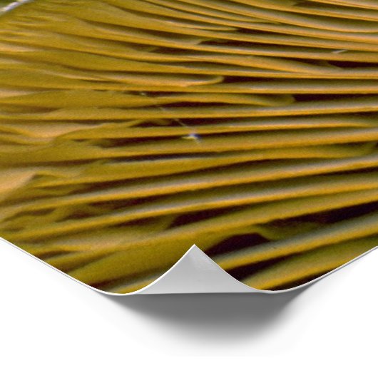 Poster Pic de champignons sur un arbre mort (Coin)