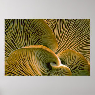 Poster Pic de champignons sur un arbre mort