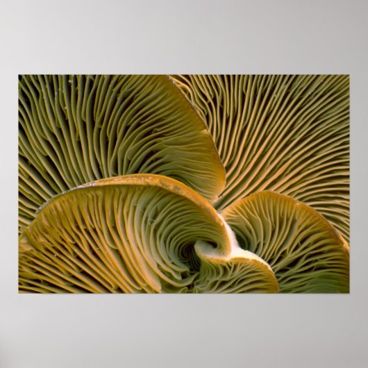 Poster Pic de champignons sur un arbre mort (Devant)