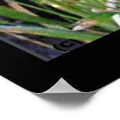 Poster Pic Downy (Coin)