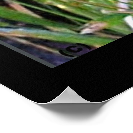 Poster Pic Downy (Coin)