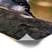 Poster Pic Downy (Coin)