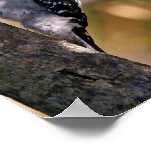 Poster Pic Downy (Coin)