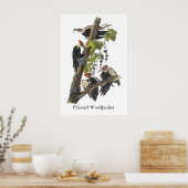 Poster Pic pilé, John Audubon (Cuisine)
