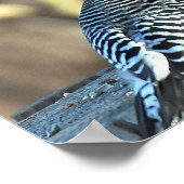 Poster Pic rouge et cardinal rouge (Coin)