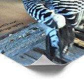 Poster Pic rouge et cardinal rouge (Coin)