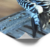 Poster Pic rouge et cardinal rouge (Coin)