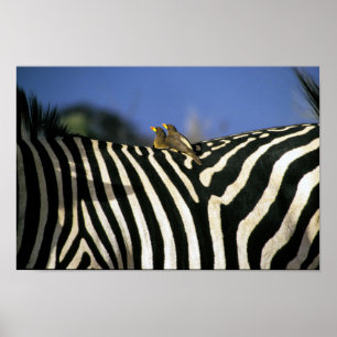 Poster Pic rouge sur un dos de Zèbre - Zimbabwe