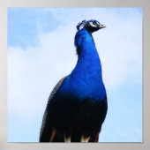 Poster Pic sur le mur (Devant)