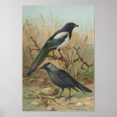 Poster Pica pica, Lycus monedula (Devant)