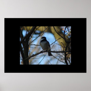 Poster Pickadee